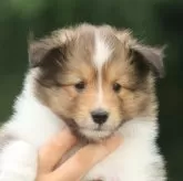 シェットランドシープドッグ