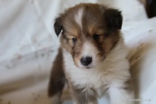 ID:1906-02694の子犬