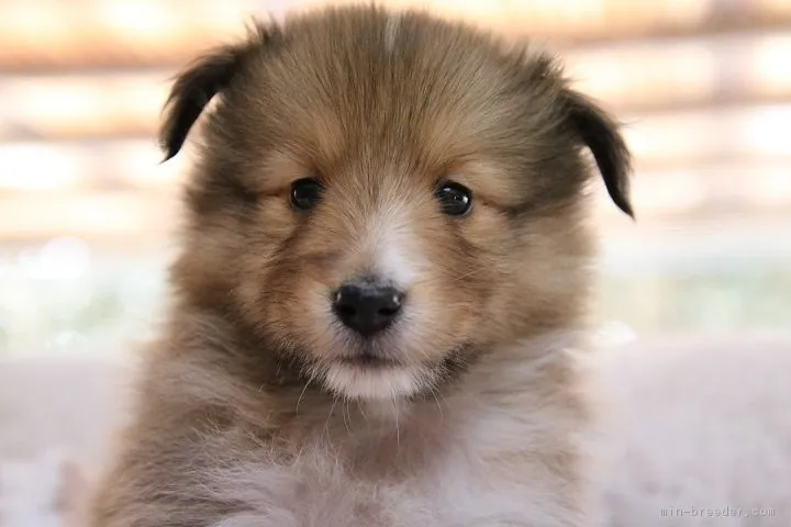 ID：1902-00706の子犬