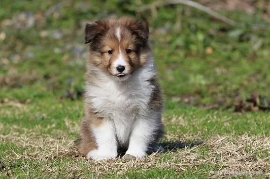 ID:1902-01917の子犬