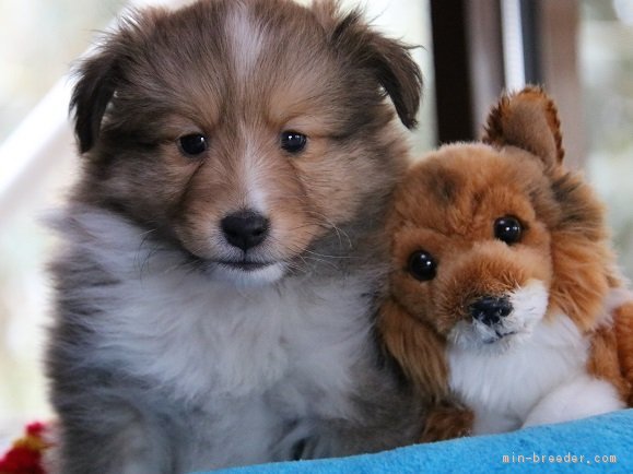 梨本比奈子ブリーダーの評価一覧 口コミ 評判 全犬種 全42件中 11 件目を表示 みんなのブリーダー みんなのブリーダー 梨本比奈子ブリーダーの評価一覧 口コミ 評判 全犬種 全42件中 11 件目を表示 みんなのブリーダー みんなのブリーダー