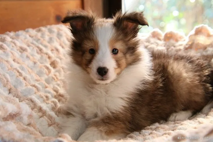 モカ 様のお迎えした子犬