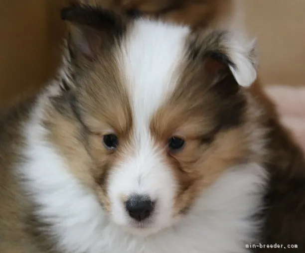 ID：1901-02861の子犬