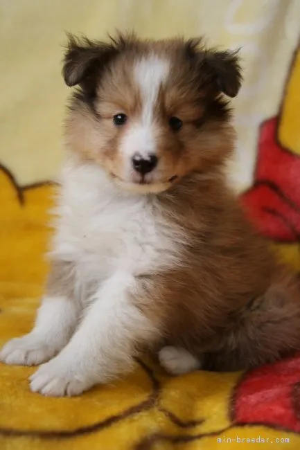 ID：1807-02394の子犬