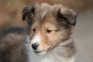 シェットランドシープドッグ【新潟県・男の子・2018年1月7日・セーブル&ホワイト】の写真「おっとりした男の子」