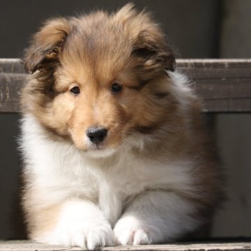 シェットランドシープドッグ【新潟県・女の子・2024年1月3日・セーブル&ホワイト】の写真「たれ目でおっとりな女の子」