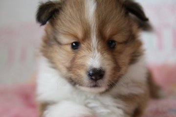 シェットランドシープドッグ【新潟県・女の子・2018年6月1日・セーブル&ホワイト】の写真「小ぶりでかわいい女の子」