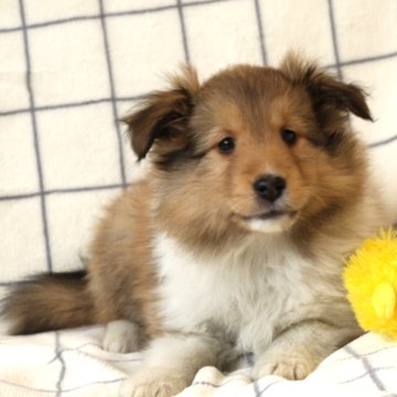 シェットランドシープドッグ【新潟県・女の子・2024年1月8日・セーブル&ホワイト】の写真「綺麗なお顔女の子」