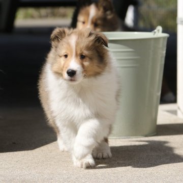 シェットランドシープドッグ【新潟県・男の子・2024年1月4日・セーブル&ホワイト】の写真「可愛いお顔の男の子」
