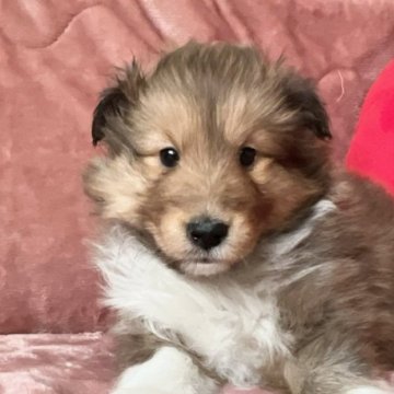 シェットランドシープドッグ【新潟県・女の子・2024年1月3日・セーブル&ホワイト】の写真「おっとりしたかわいい子」