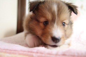 シェットランドシープドッグ【新潟県・女の子・2018年8月27日・セーブル&ホワイト】の写真「きれいなお顔の女の子」