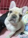 フレンチブルドッグ【新潟県・女の子・2012年12月8日・クリーム】の写真2