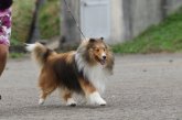 シェットランドシープドッグ【・男の子・2023年2月23日・セーブル】