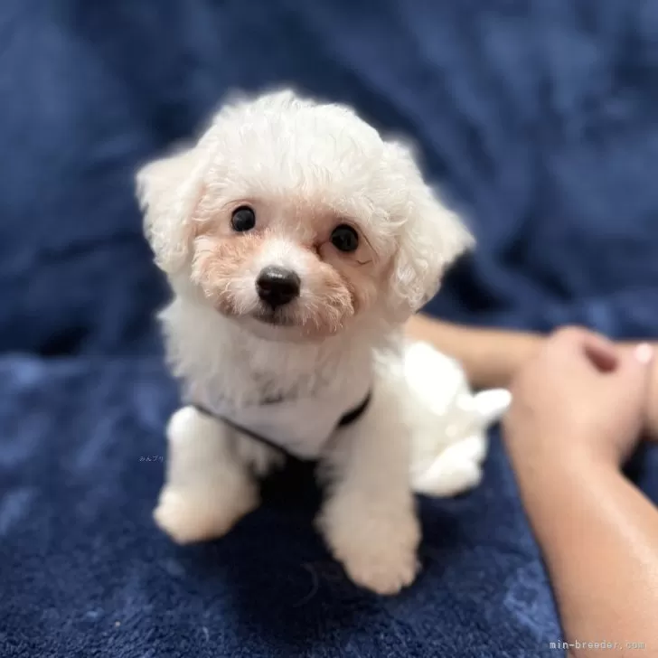 ビションフリーゼ【埼玉県・男の子・2025年8月13日・ホワイト】の写真1