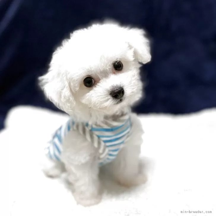 ID：2506-03685の子犬