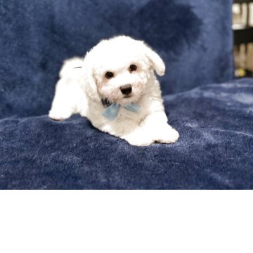 ビションフリーゼ【埼玉県・男の子・2025年8月21日・ホワイト】の写真「フワモコの男の子
両親遺伝子検査クリア」