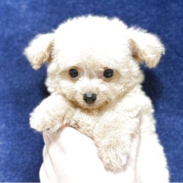 ミックス(ビションフリーゼ×トイプードル)【埼玉県・男の子・2025年4月19日・アプリコット】の写真「モフモフ可愛いビションプー」
