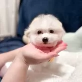 ビションフリーゼ