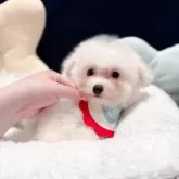 ビションフリーゼ