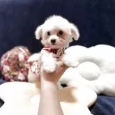 ビションフリーゼ