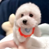 ビションフリーゼ