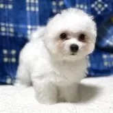 ビションフリーゼ