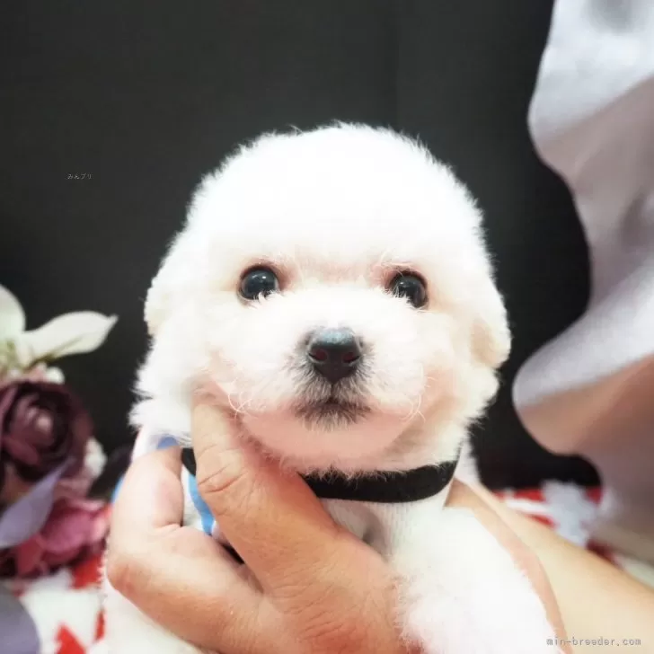 ID:2408-01347の子犬