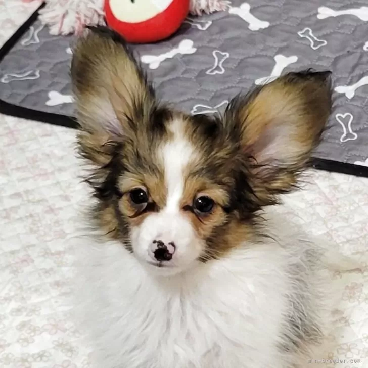 ID：2508-03196の子犬