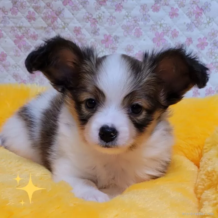 ID:2411-04649の子犬