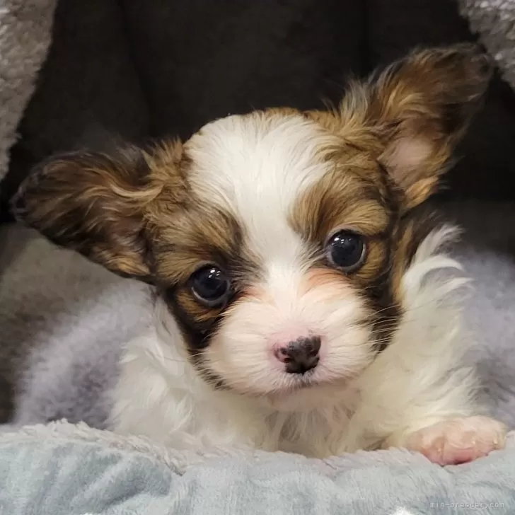 ID：2412-05959の子犬