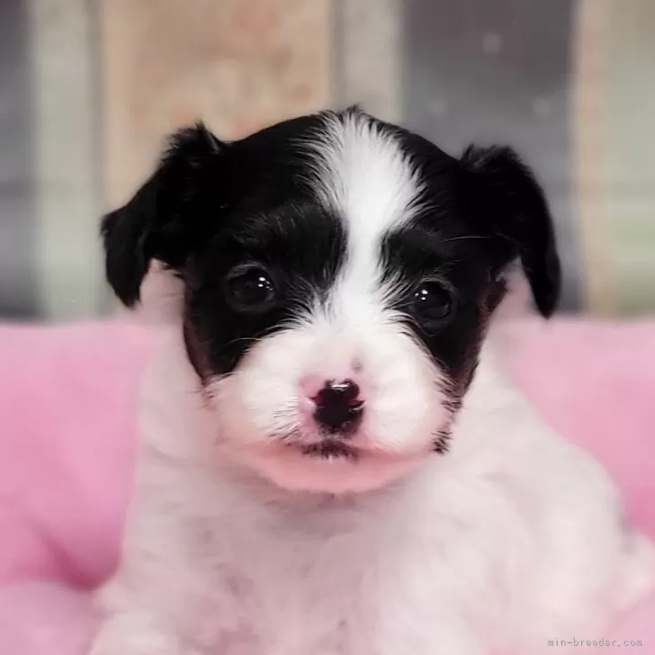 ID：2410-07750の子犬