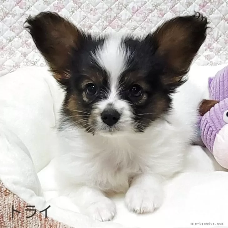 H.O 様のお迎えした子犬