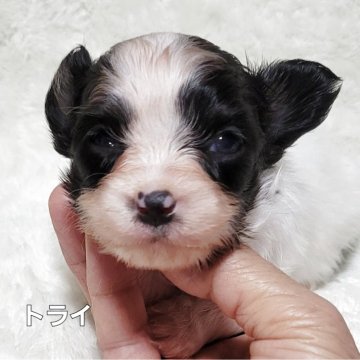 パピヨン【埼玉県・男の子・2025年7月8日・トライ】の写真「美パピくんです」