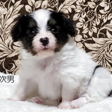 パピヨン【埼玉県・男の子・2025年4月20日・トライ】の写真「可愛いトライボーイ」