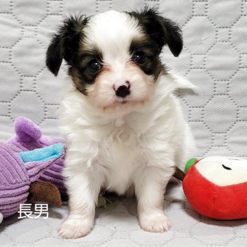 パピヨン【埼玉県・男の子・2025年4月20日・ハウンドトライ】の写真「上品で華やかなトライボーイ」