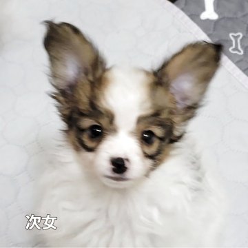 パピヨン【埼玉県・女の子・2025年7月8日・ホワイト&レッド】の写真「💕小ぶりなプリセス👑父犬はチャンピオン」