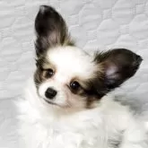 パピヨン