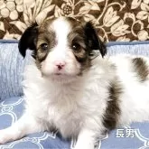 パピヨン