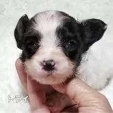 パピヨン