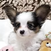 パピヨン