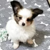 パピヨン