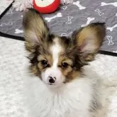 パピヨン
