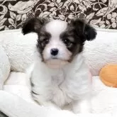 パピヨン