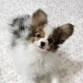 パピヨン