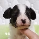 パピヨン
