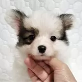 パピヨン