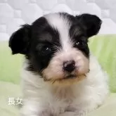 パピヨン