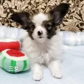 パピヨン