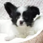 パピヨン