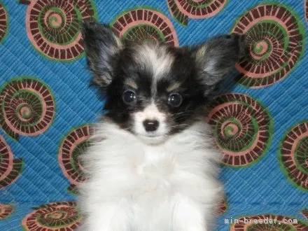 ID:1604-01645の子犬